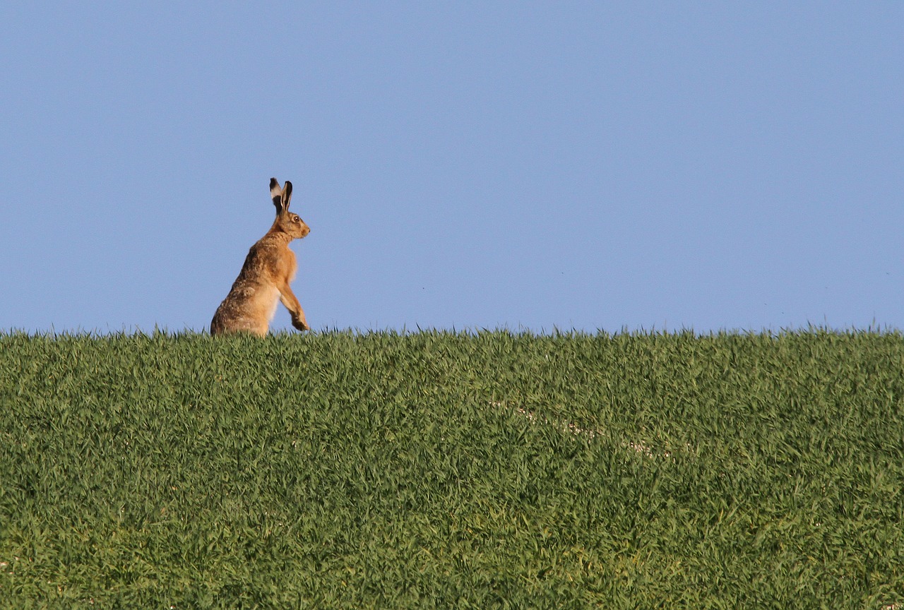 hare nature animal free photo