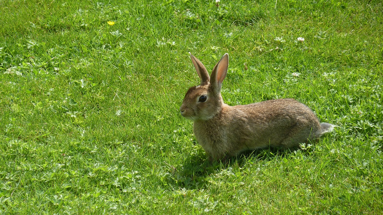 hare animal long eared free photo