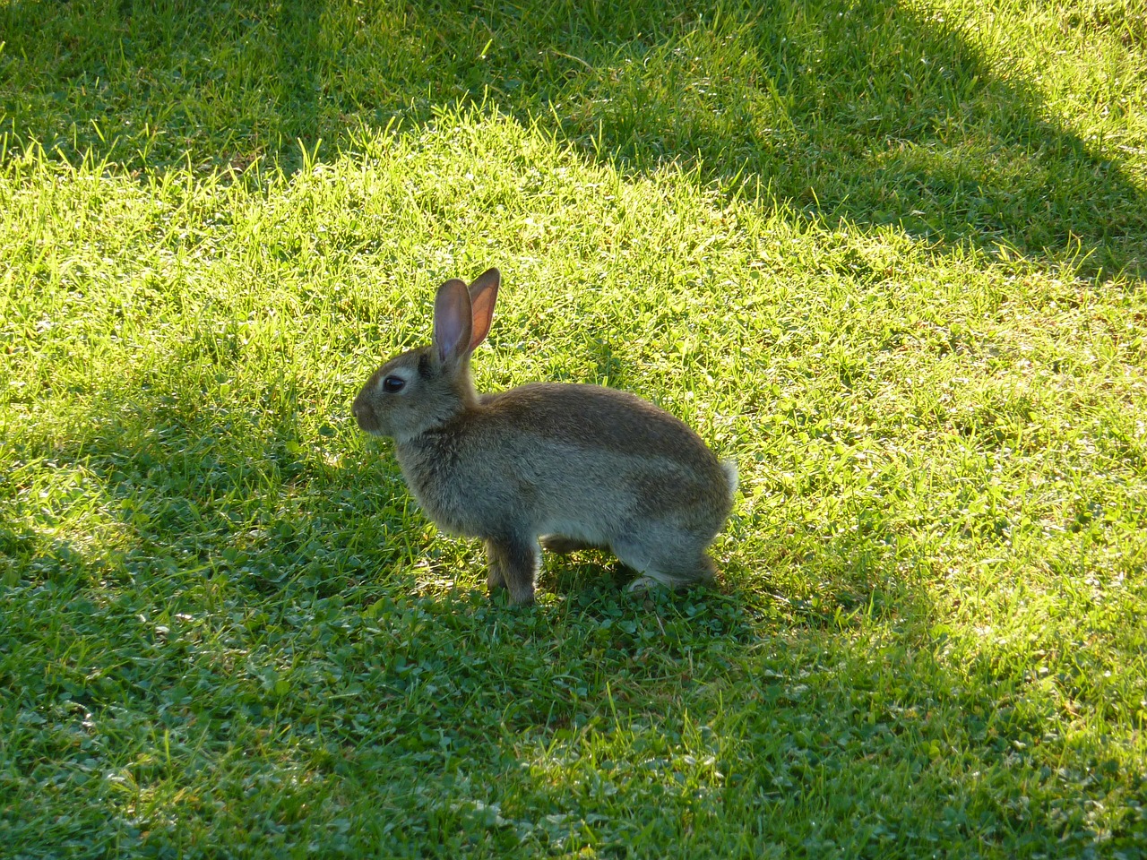 hare animal easter bunny free photo