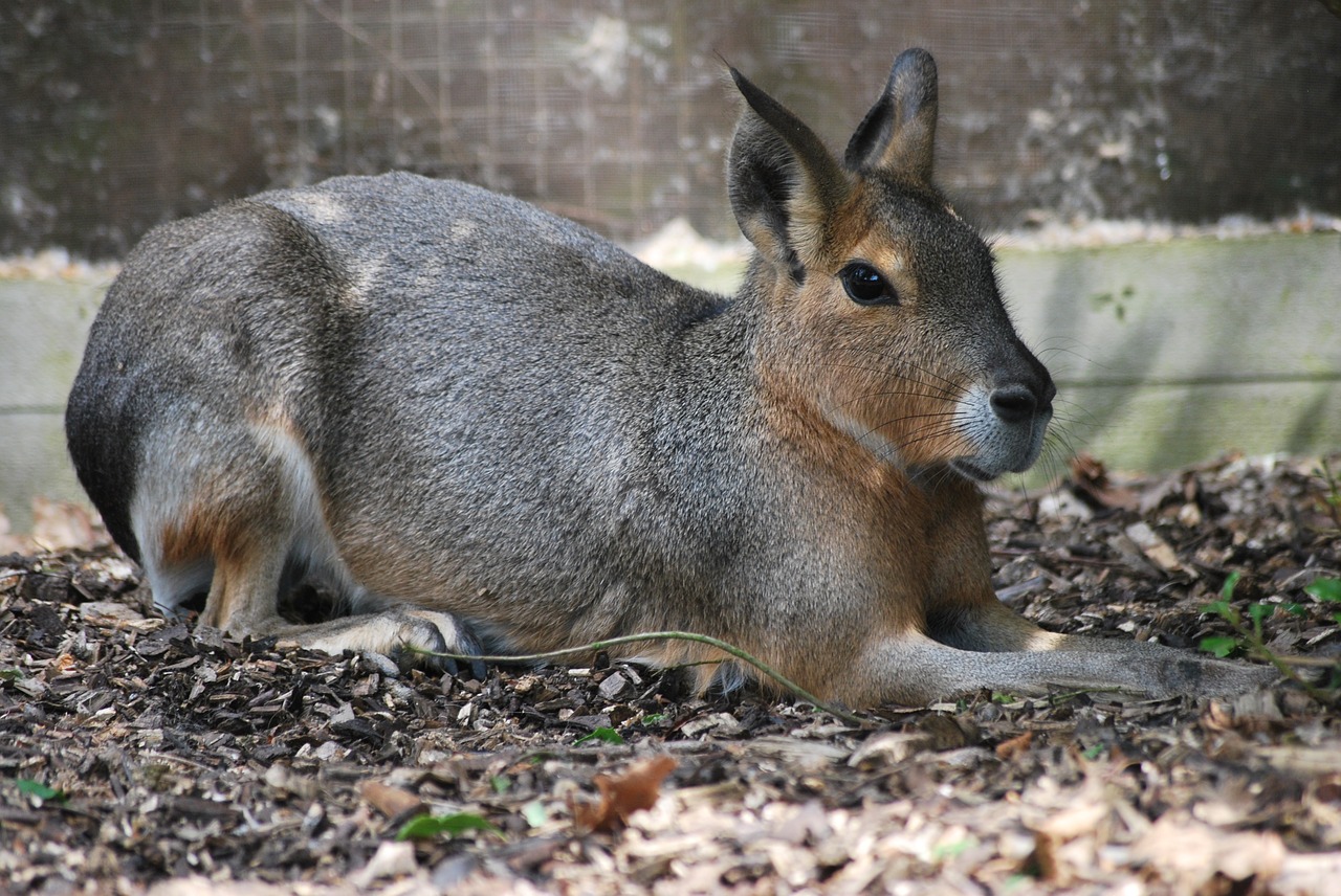 hare animal wildlife free photo