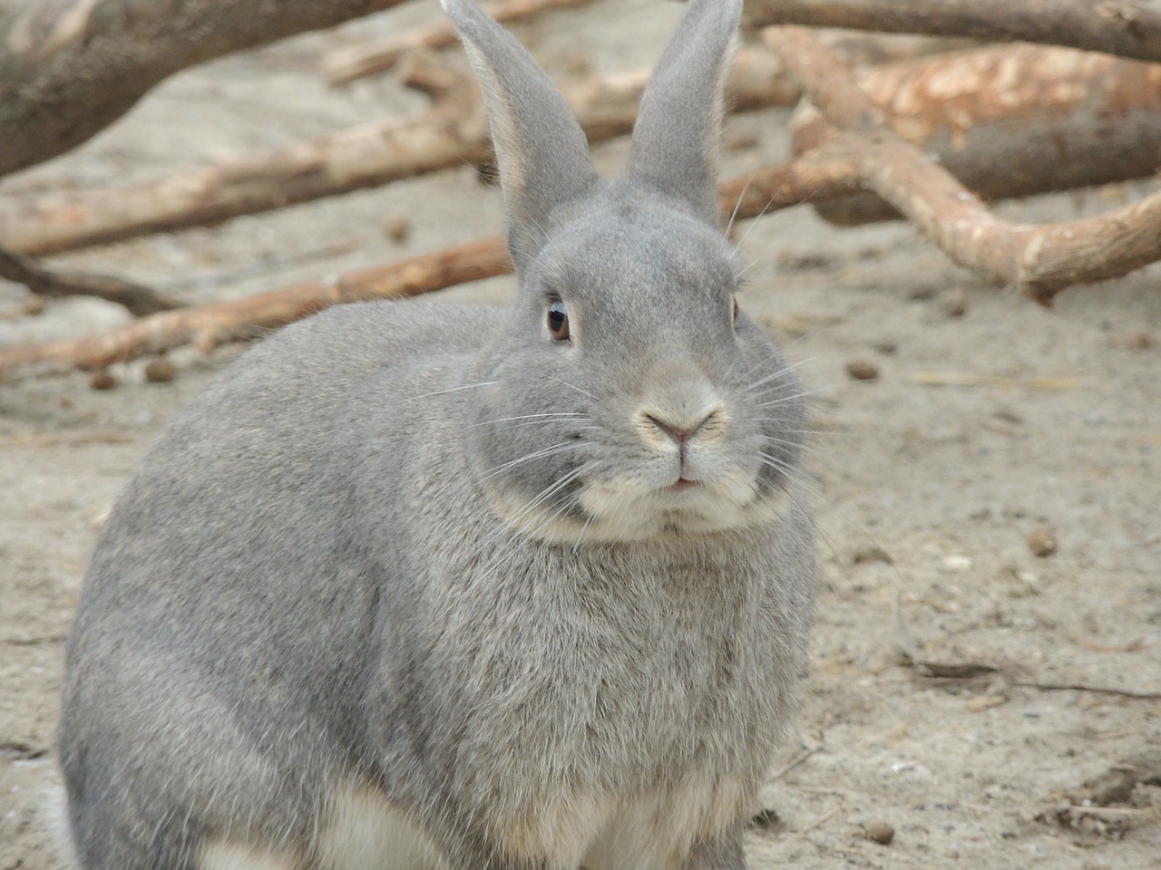 hare gray hare animal free photo