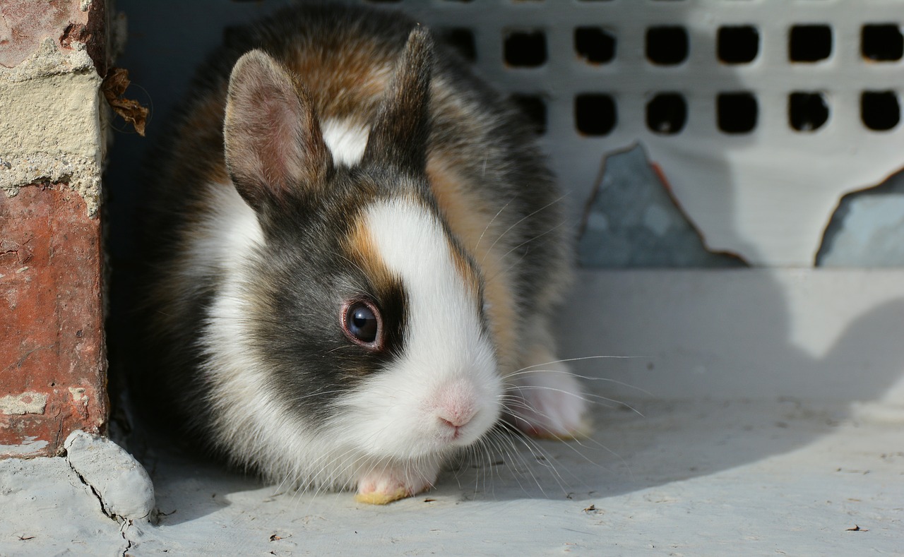 hare bunny cute free photo