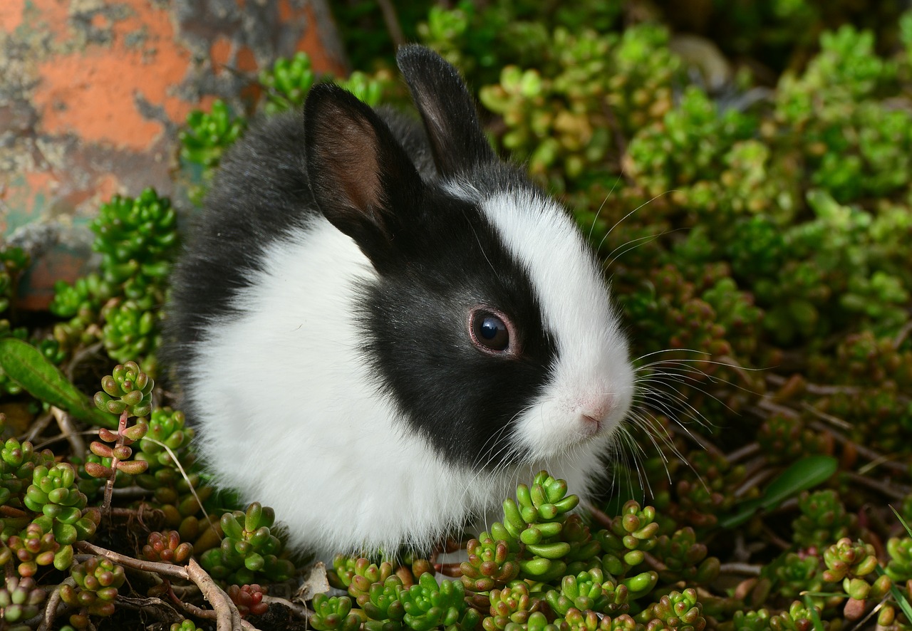 hare bunny cute free photo