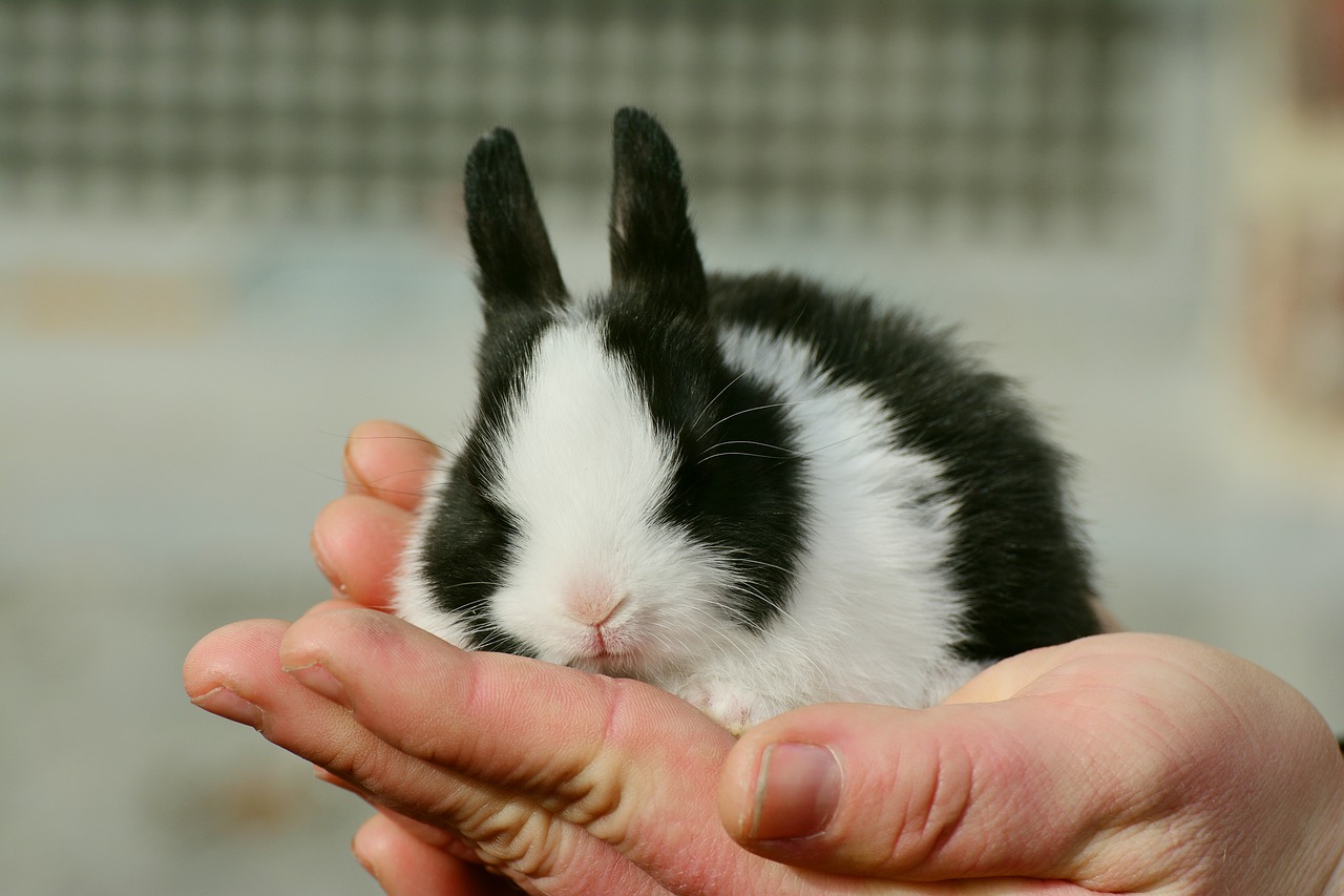 hare bunny cute free photo