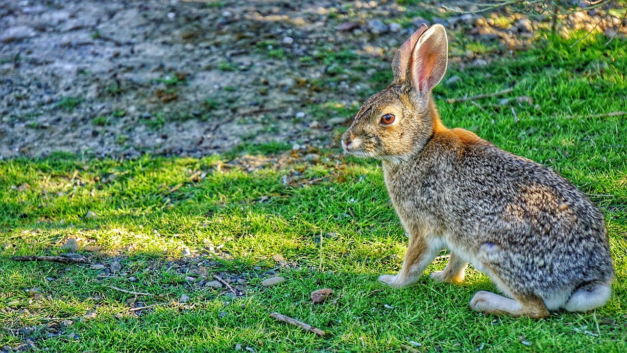 hare rabbit bunny free photo