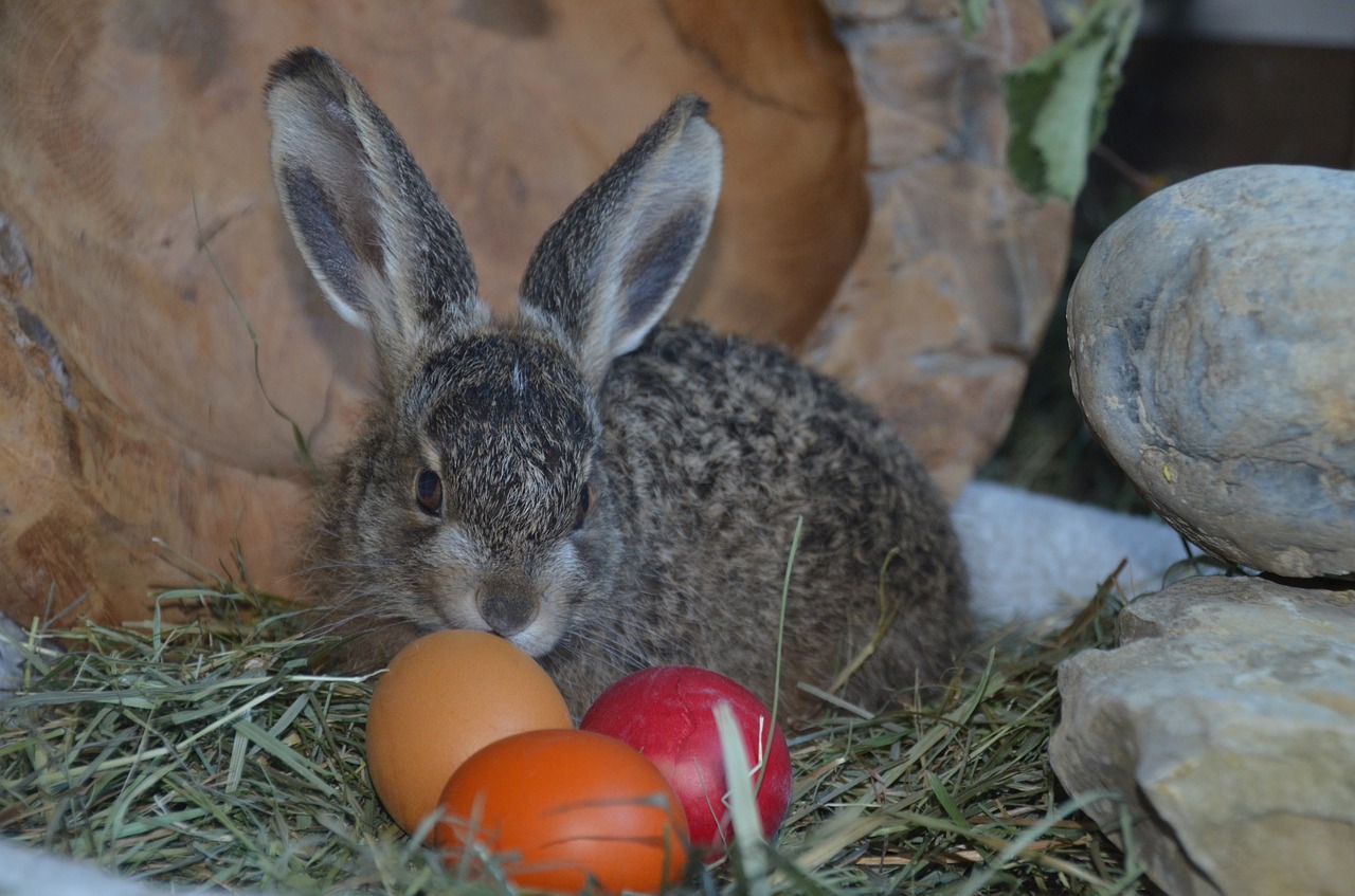 hare easter easter eggs free photo