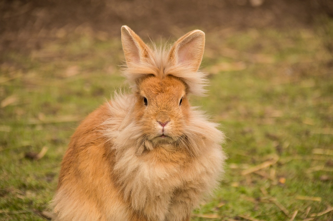 hare rabbit lion head free photo