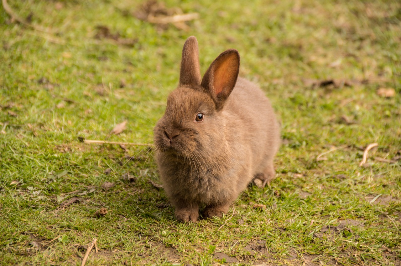 hare rabbit baby free photo
