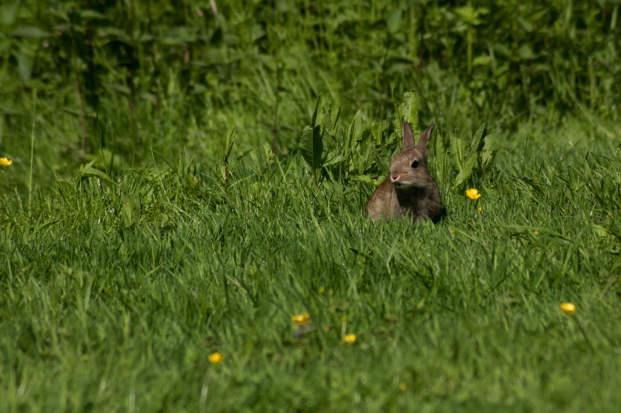 hare rabbit meadow free photo