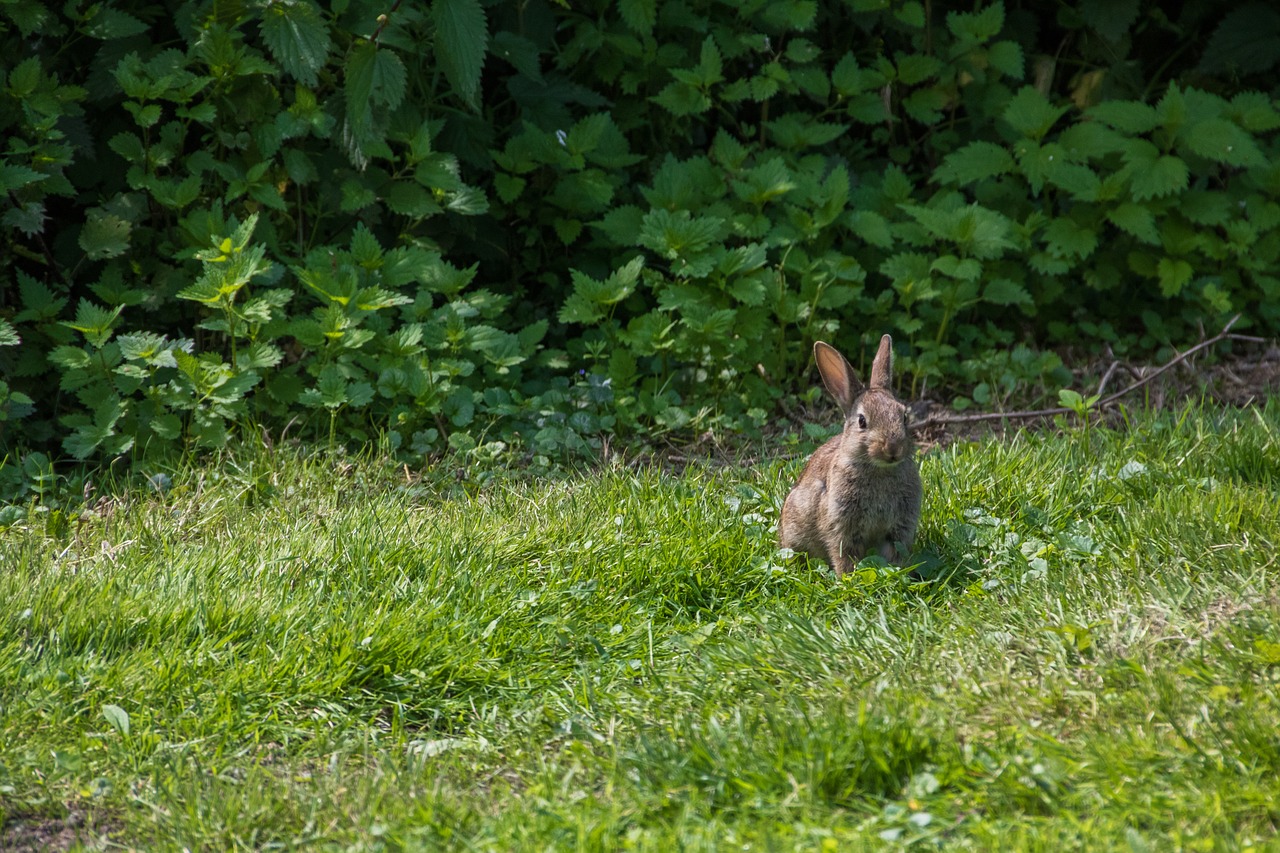 hare rabbit meadow free photo