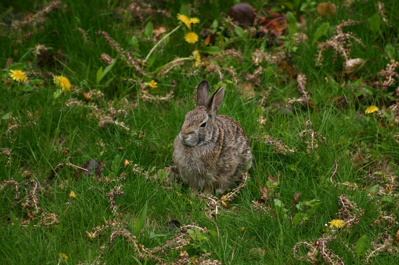 hare rabbit bunny free photo