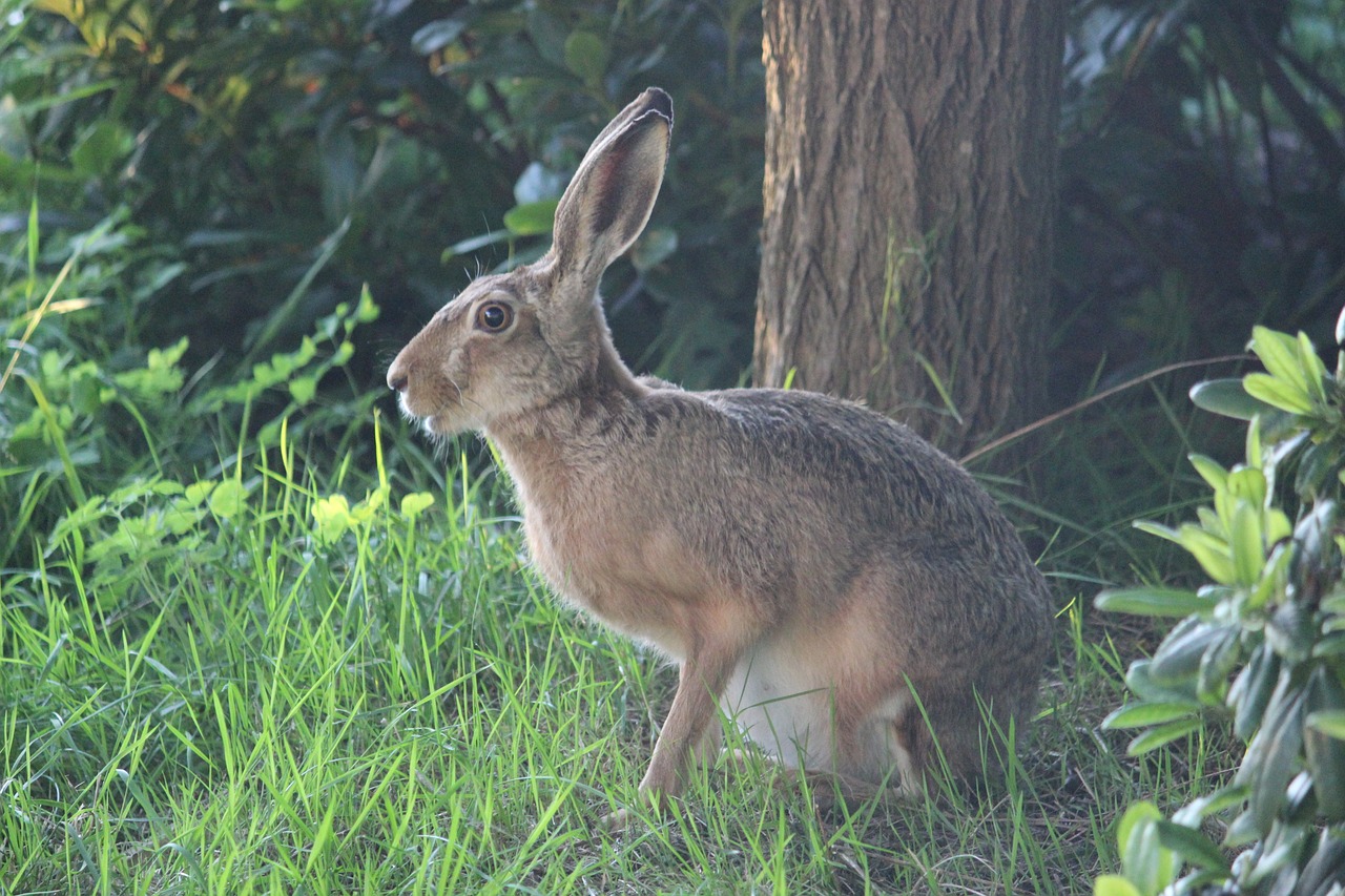 hare wild hare long eared free photo