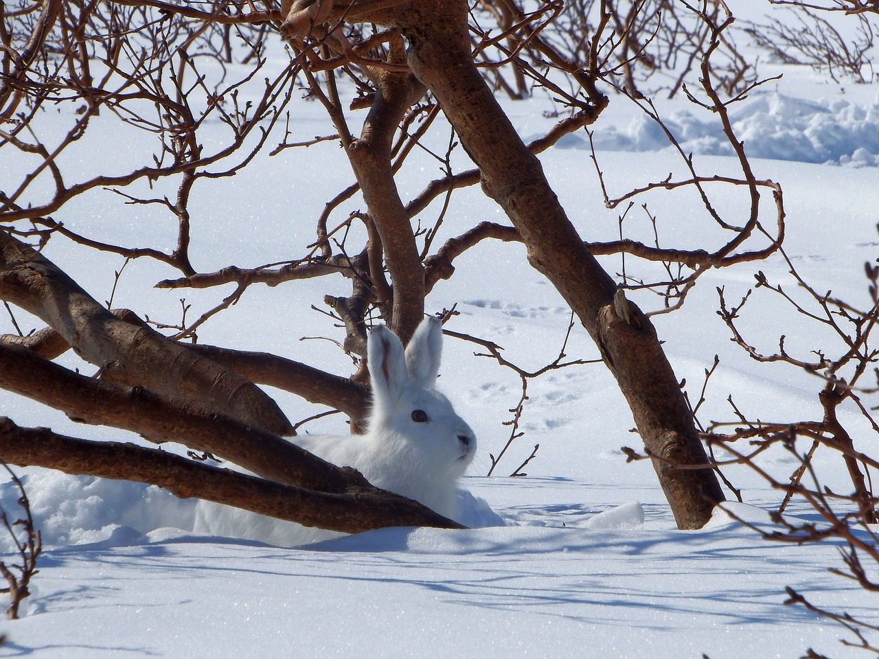 hare whitey animal free photo