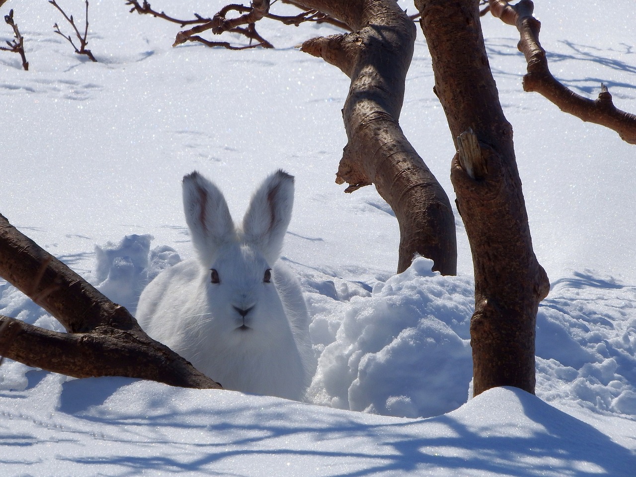 hare whitey animal free photo
