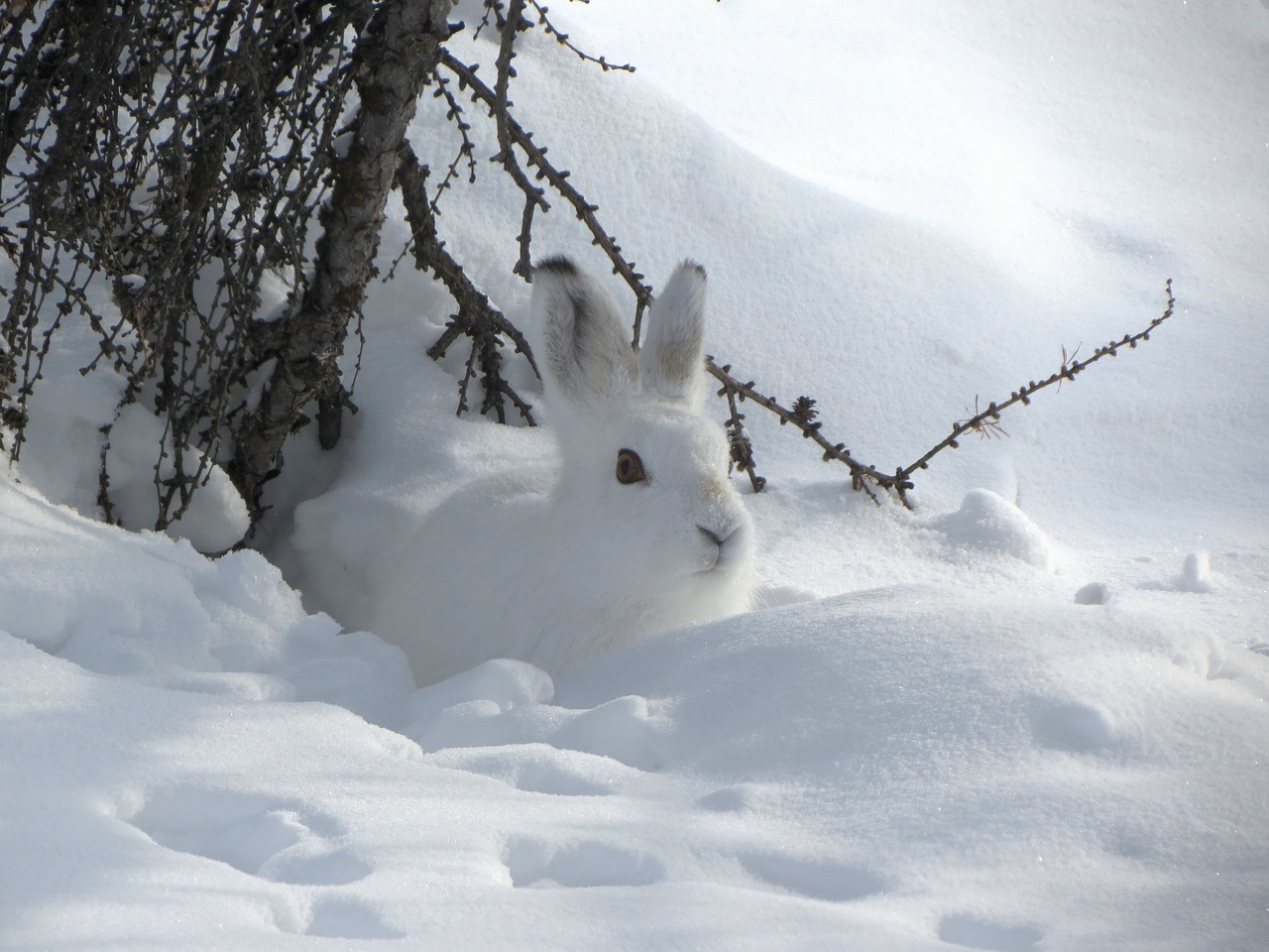 hare whitey nora free photo