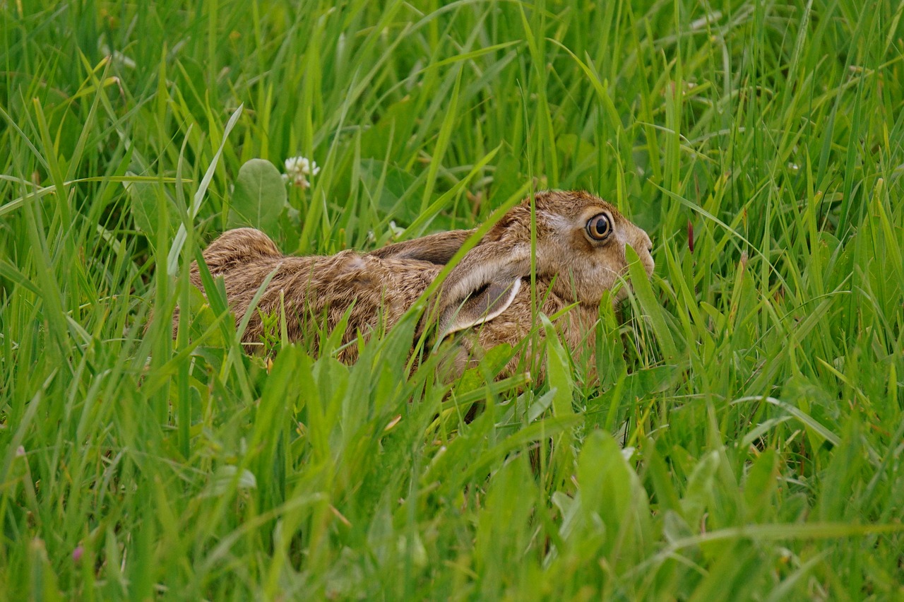 hare meadow nature free photo