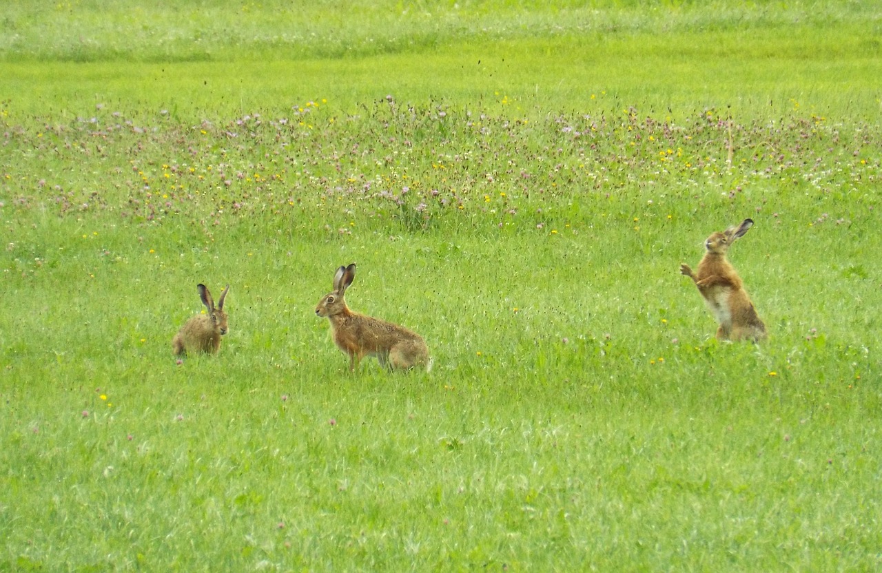 hare rabbit wild hare free photo