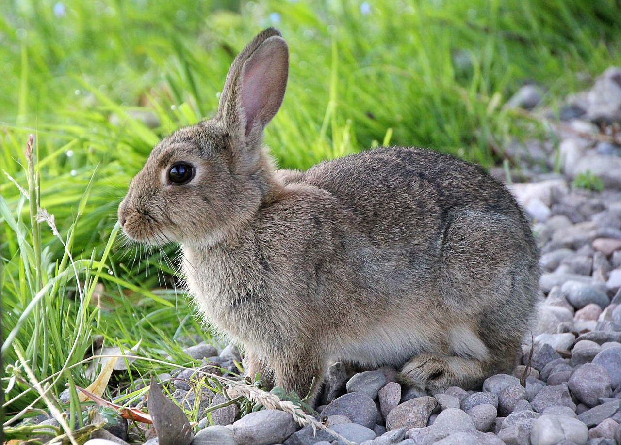 hare rabbit animal free photo