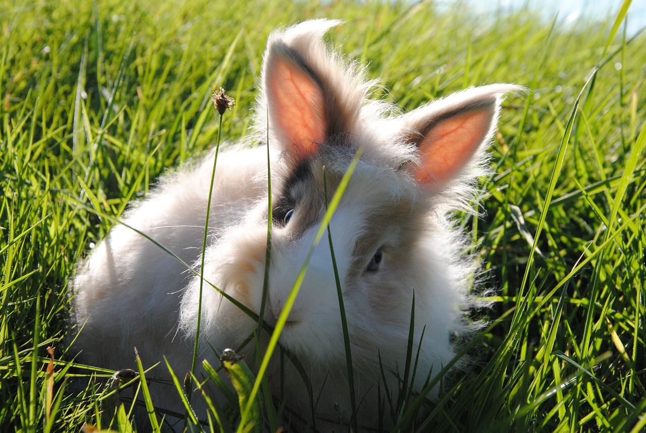 hare animal nature free photo