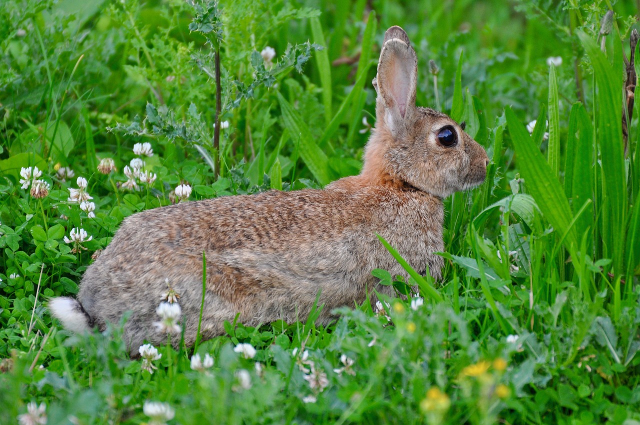 hare rabbit fur free photo