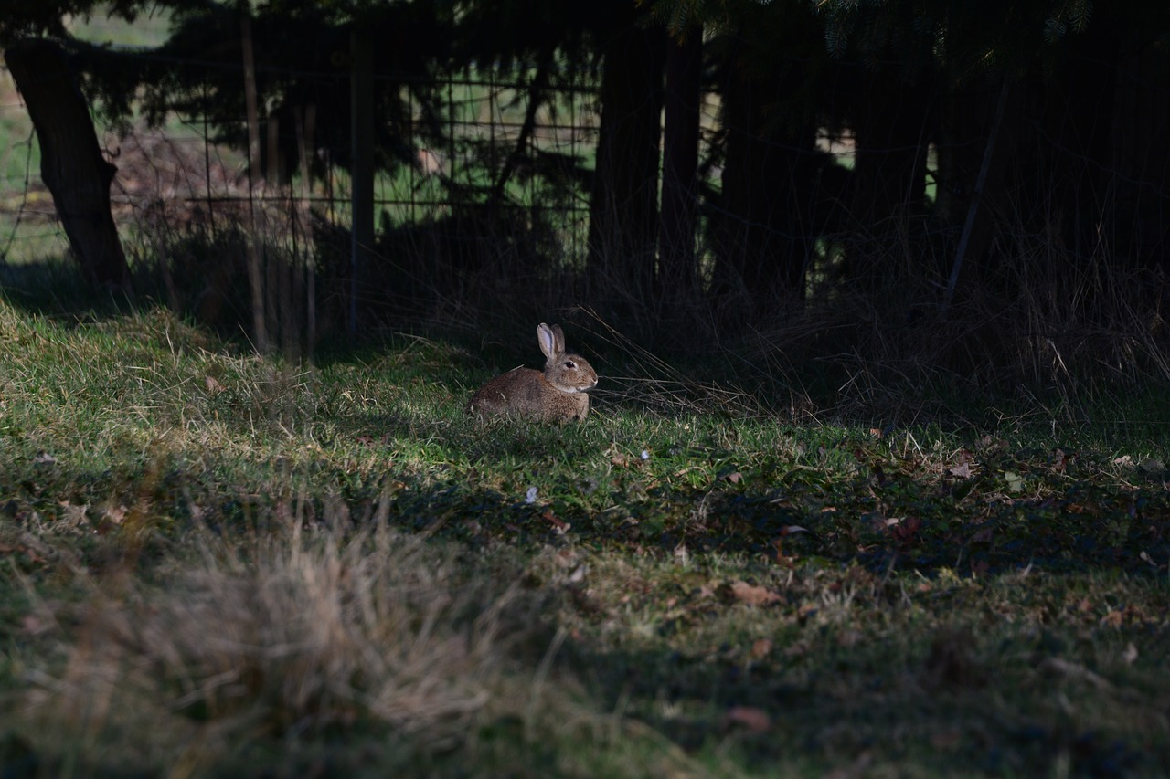 hare spring animal free photo