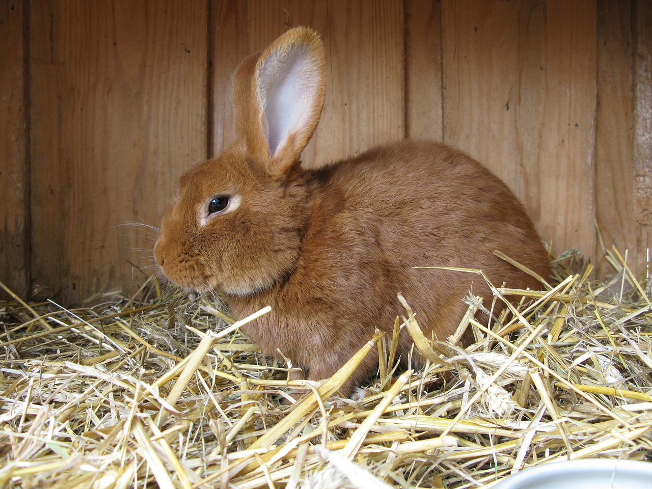 hare animal rabbit free photo