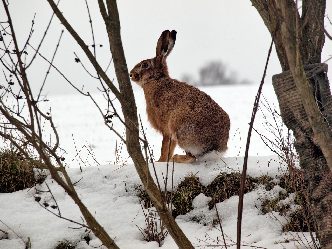 hare rabbit freilebend free photo