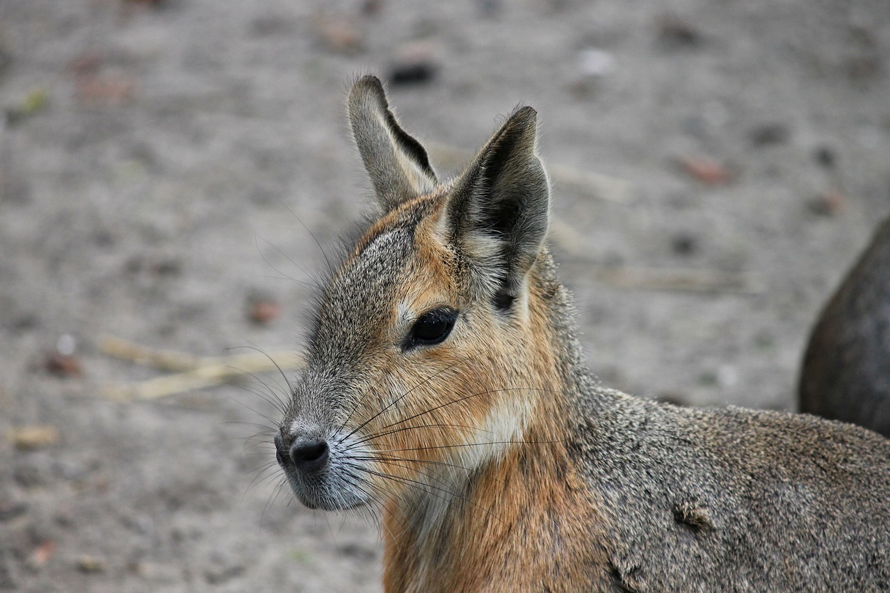 hare hasenkopf rabbit ears free photo