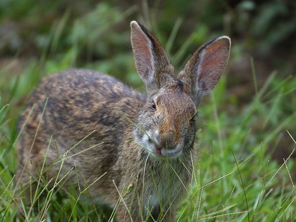 hare ears mammal free photo