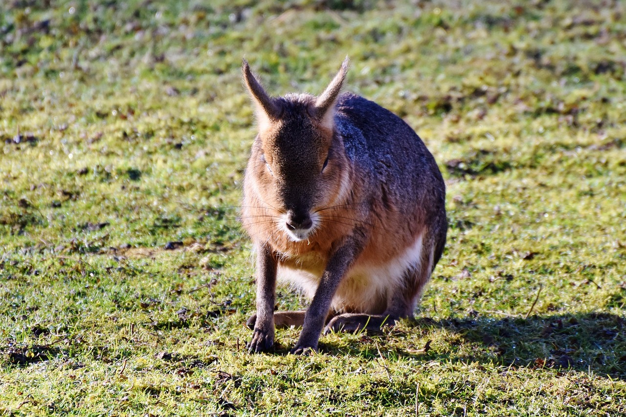 hare wild hare wild free photo