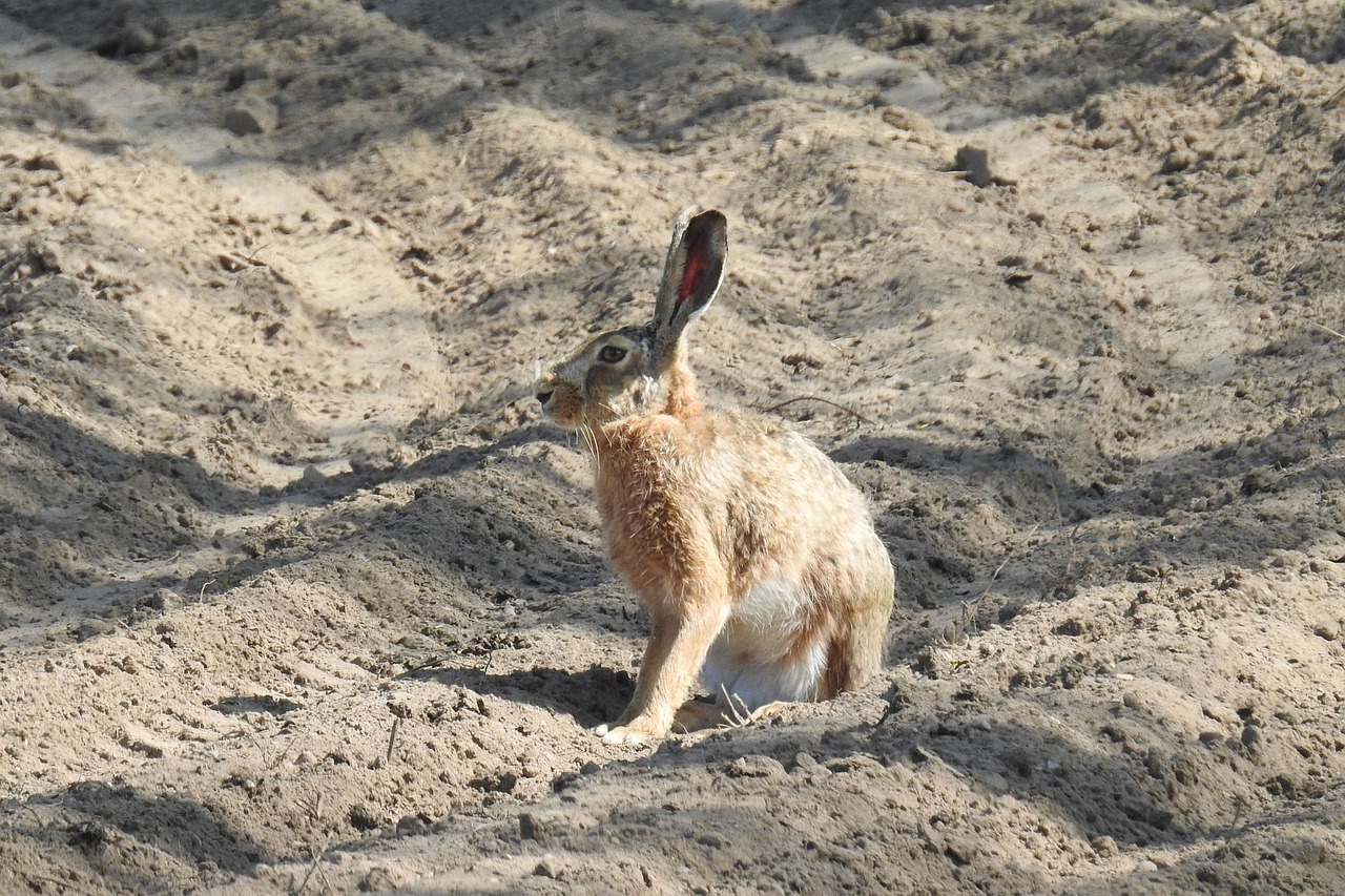 hare  field  arable free photo