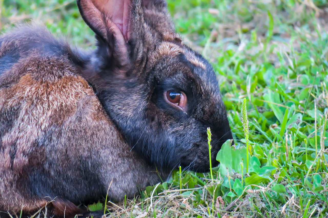 hare  eat  rabbit free photo