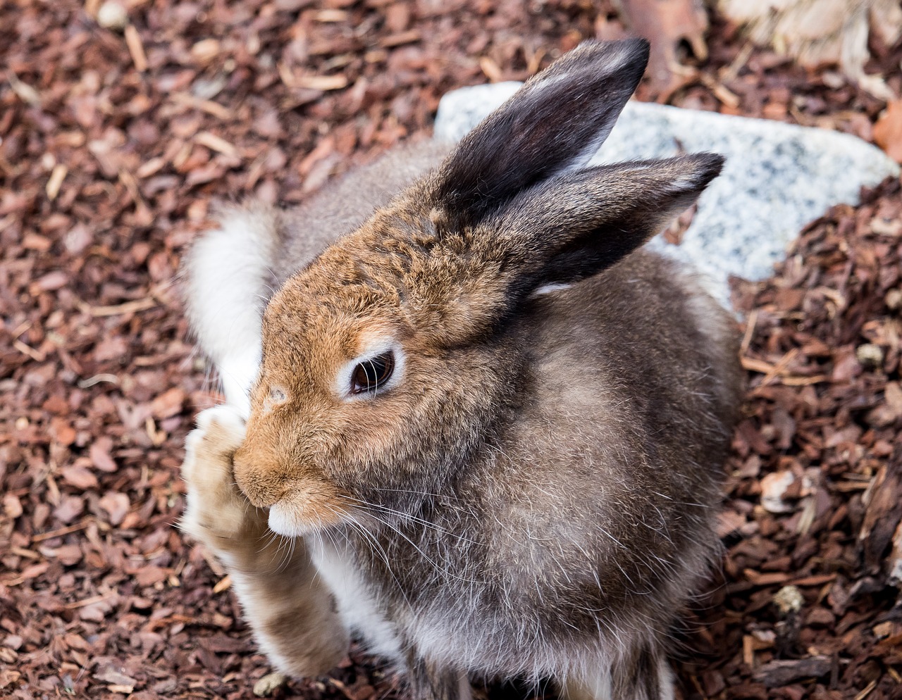 hare  animal  animal world free photo