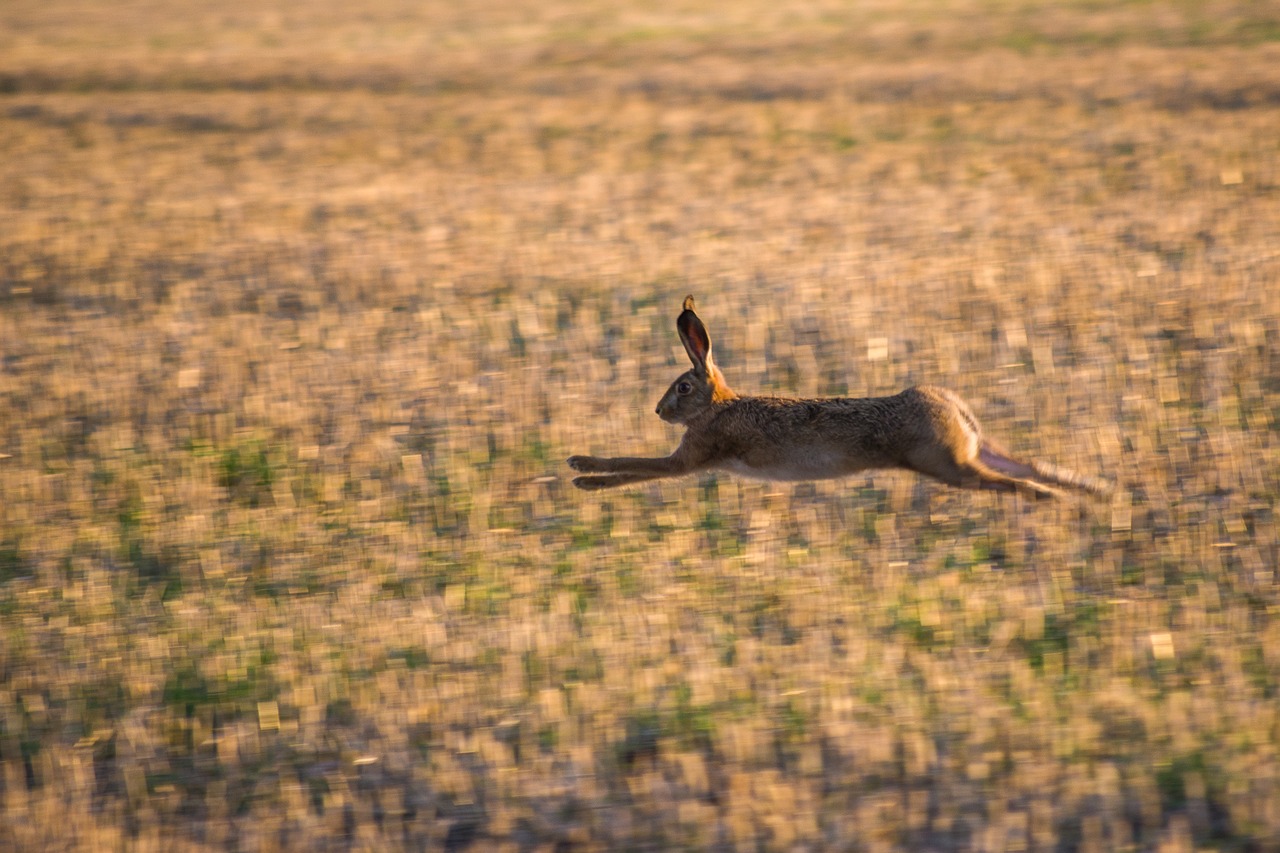 hare  field  race free photo