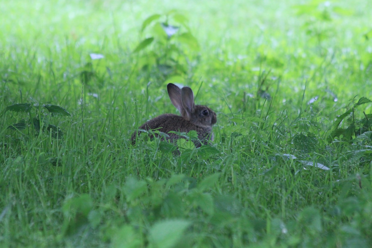 hare nature spring free photo