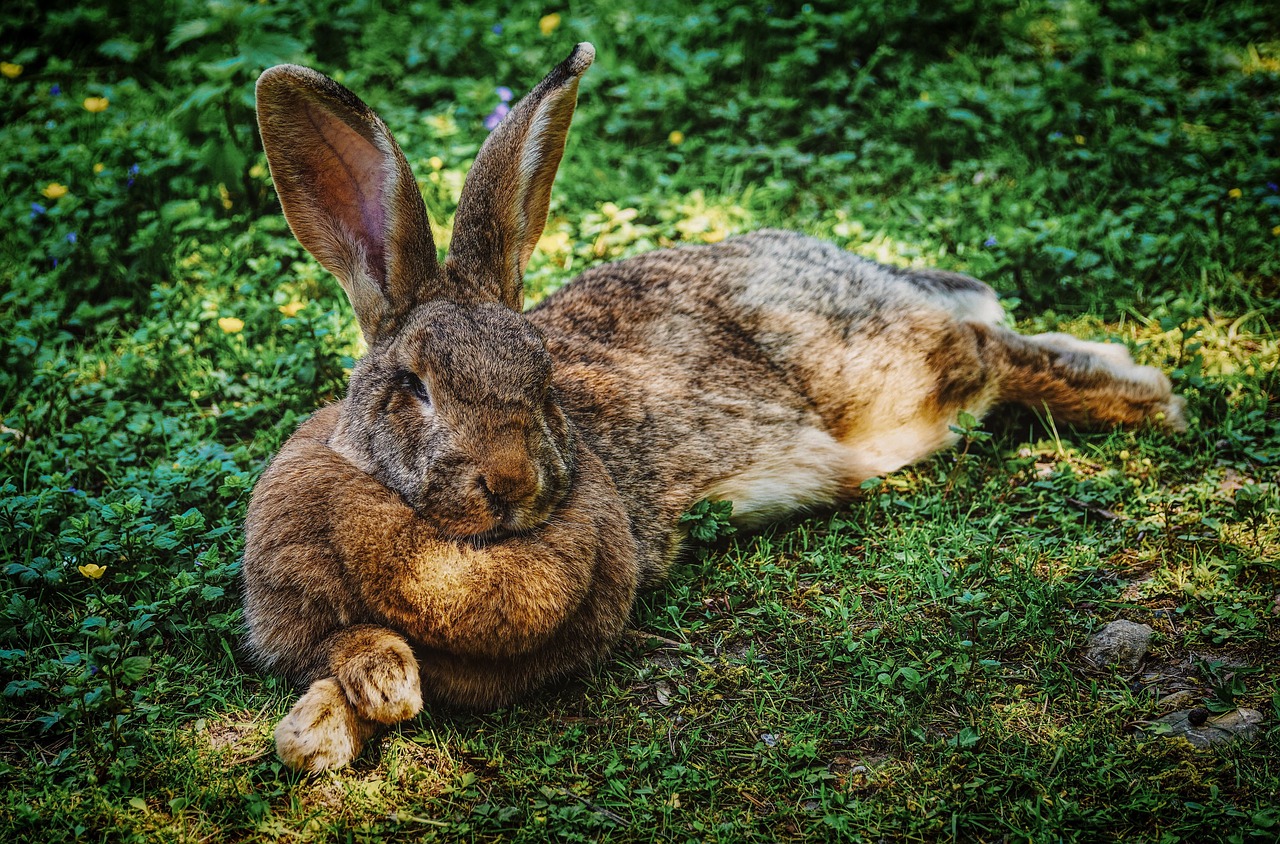 hare  rabbit  animal world free photo