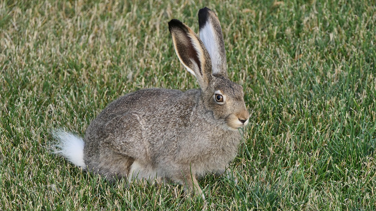 hare  rabbit  jack rabbit free photo