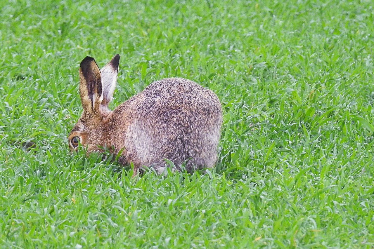 hare  long eared  nature free photo
