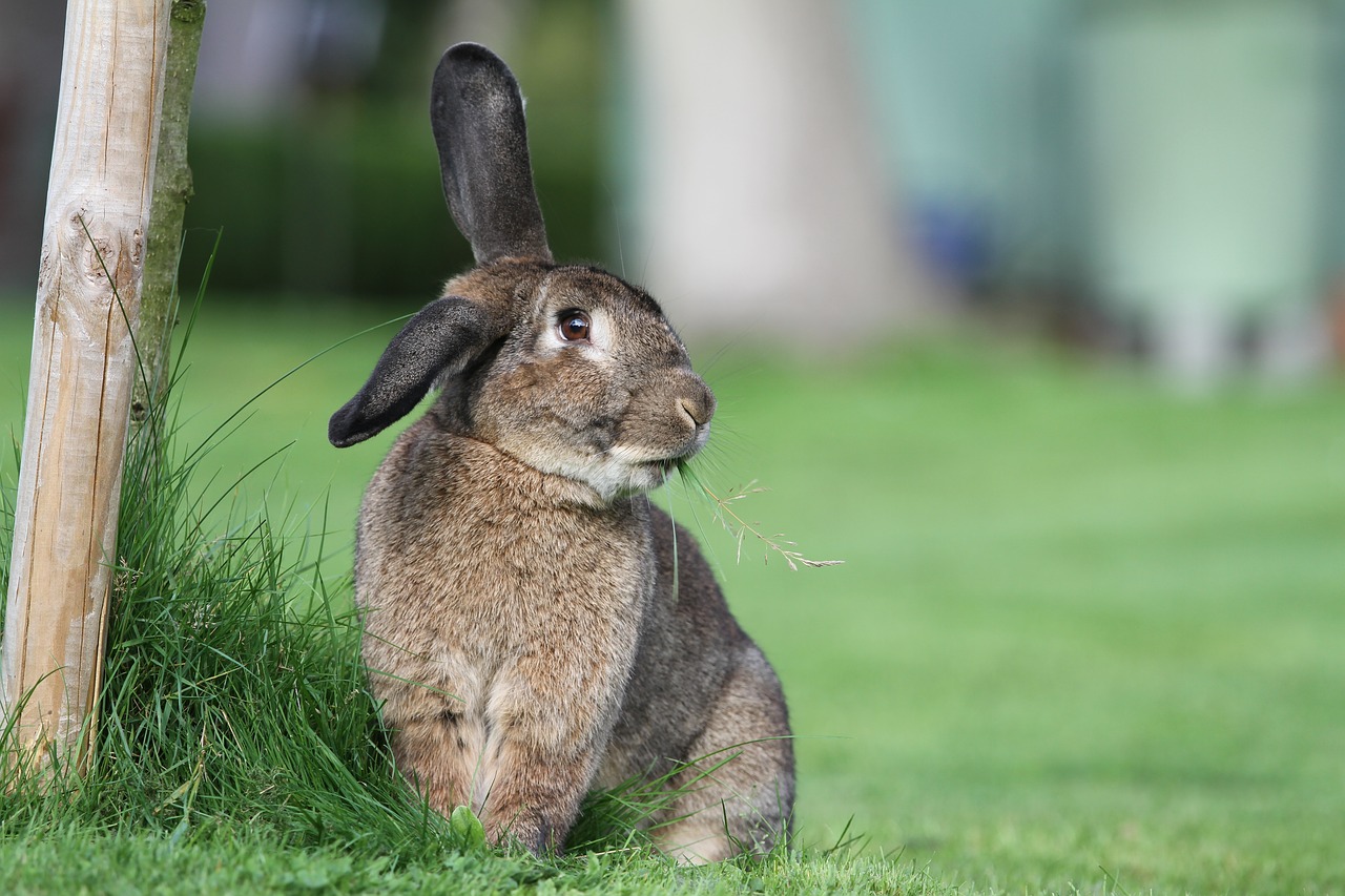 hare  rabbit  easter free photo