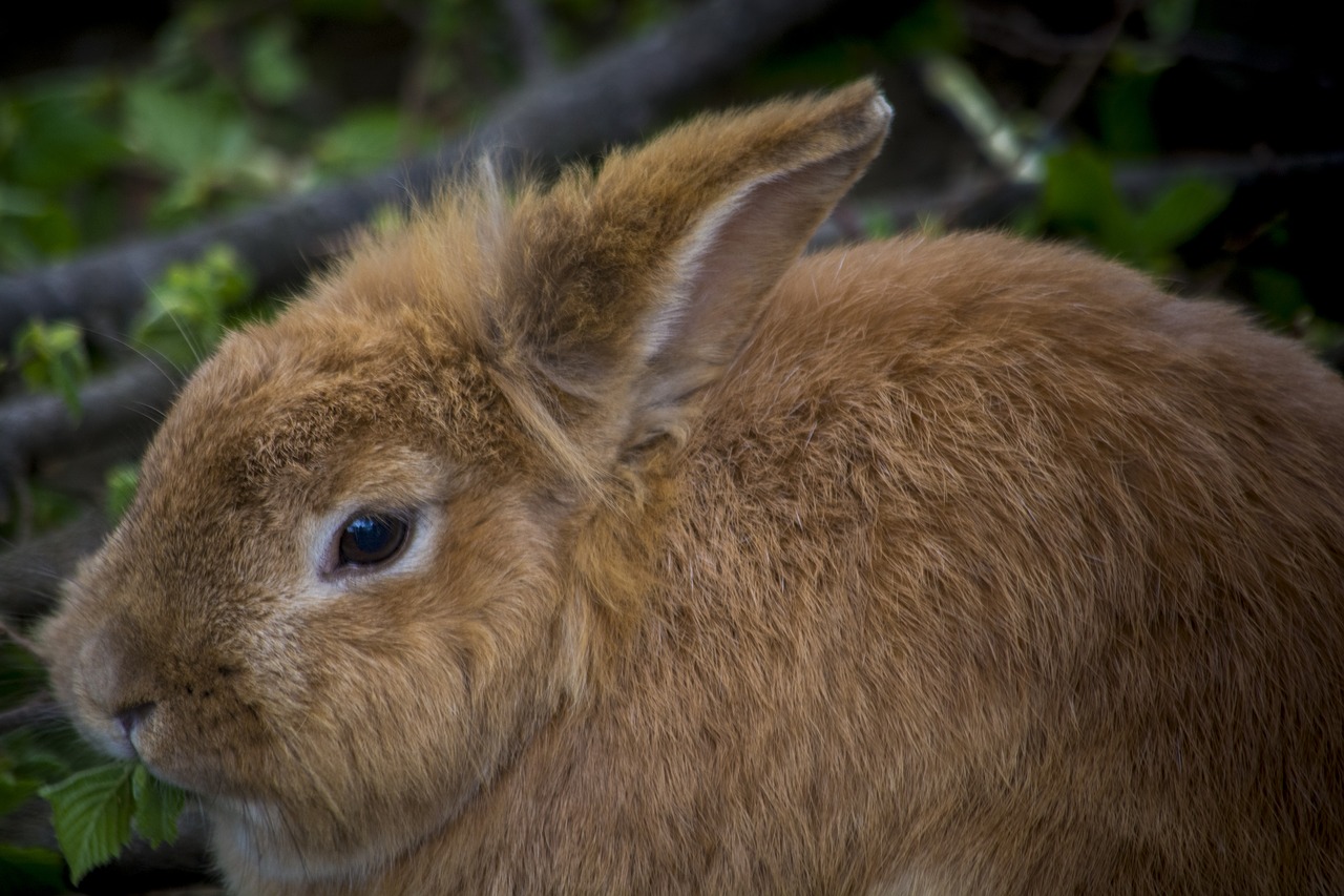 hare  rabbit  cute free photo