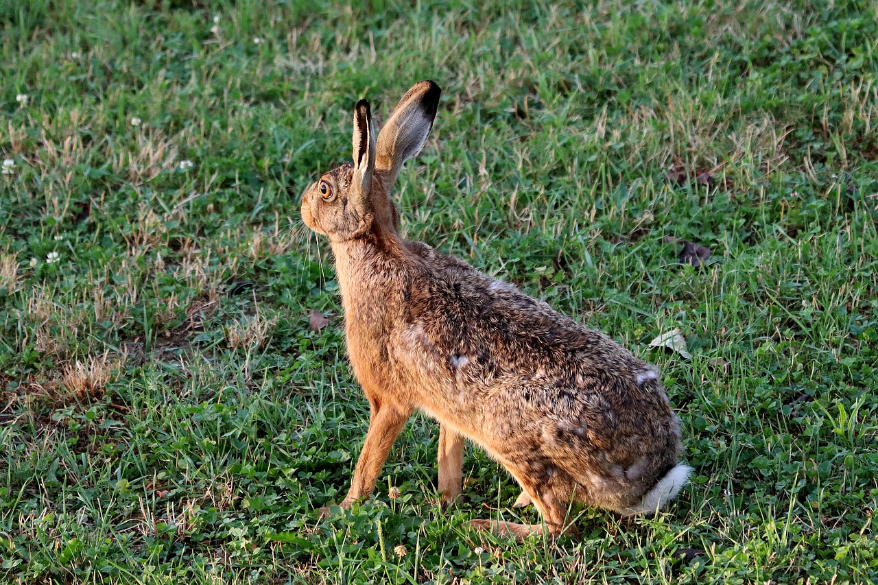 hare  rabbit  long eared free photo