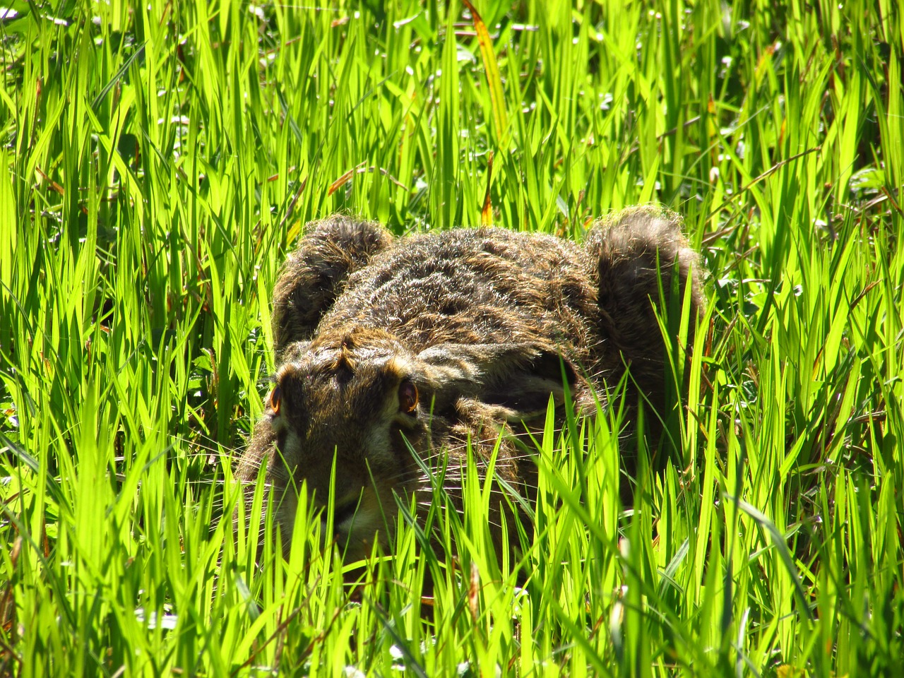 hare green grass free photo