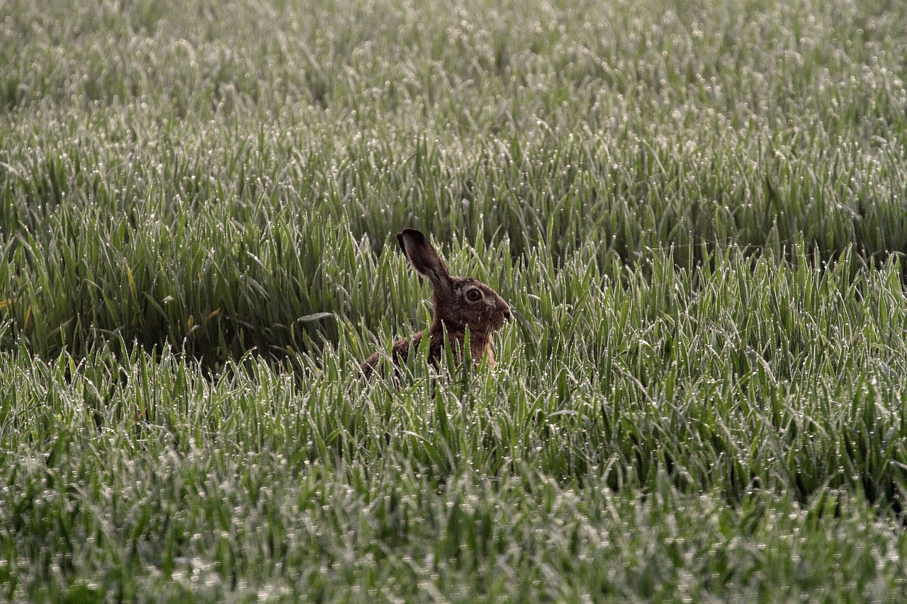 hare morgentau daybreak free photo