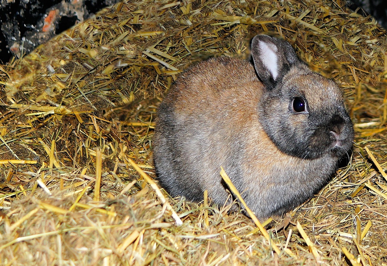 hare stall straw free photo