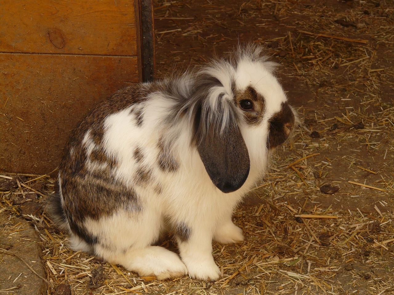hare rabbit dwarf bunny free photo