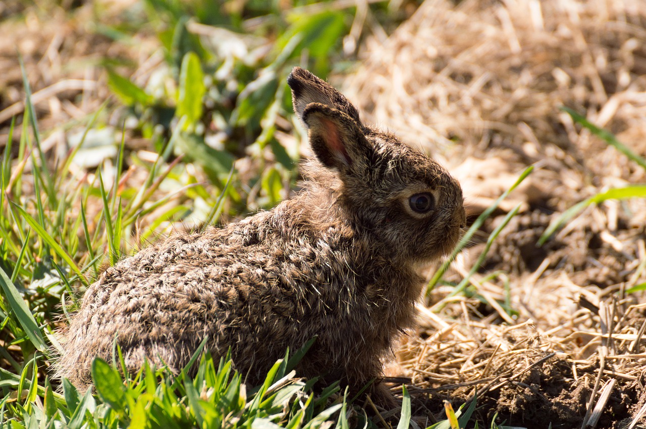 hare easter bunny rabbit free photo