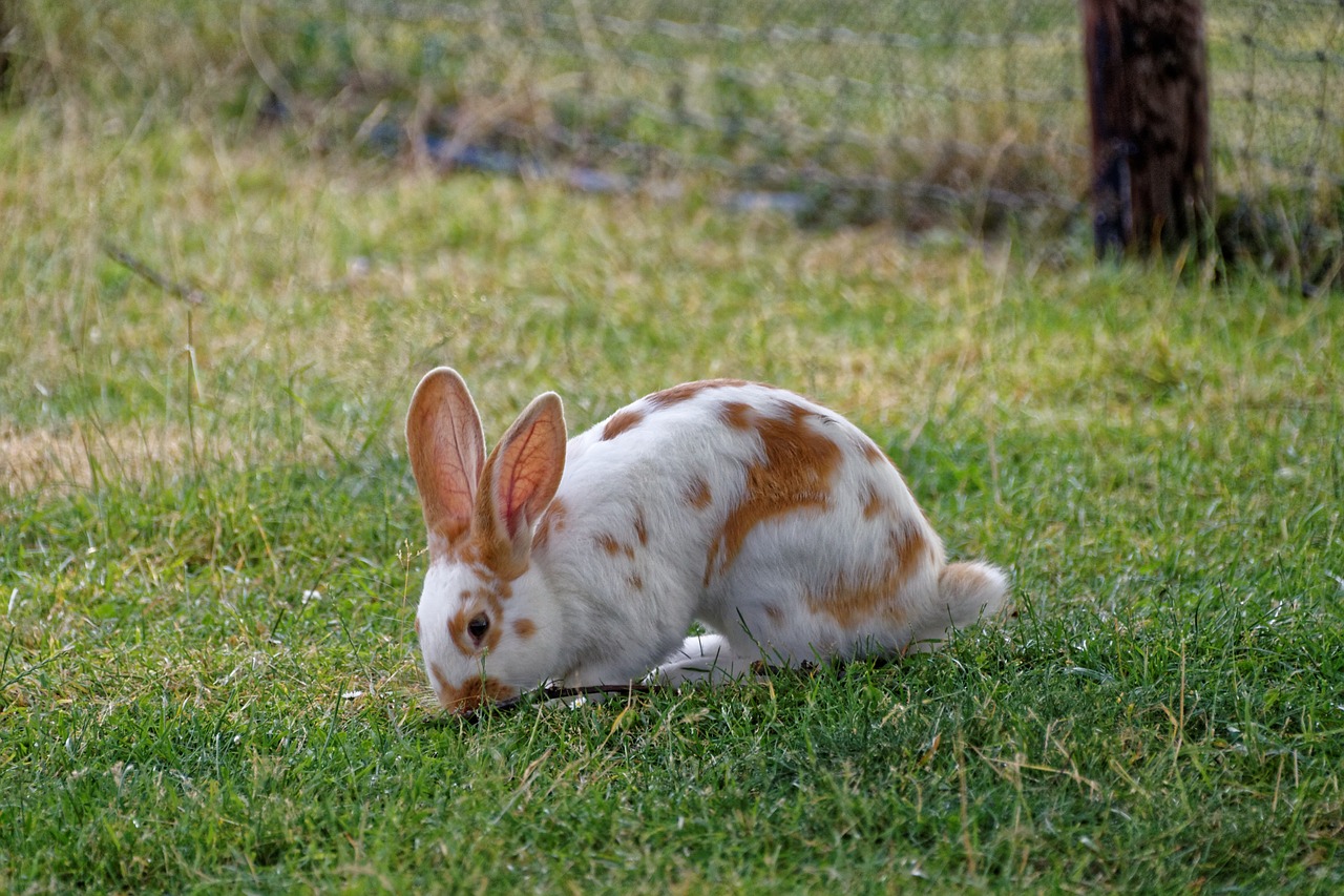 hare meadow rabbit free photo