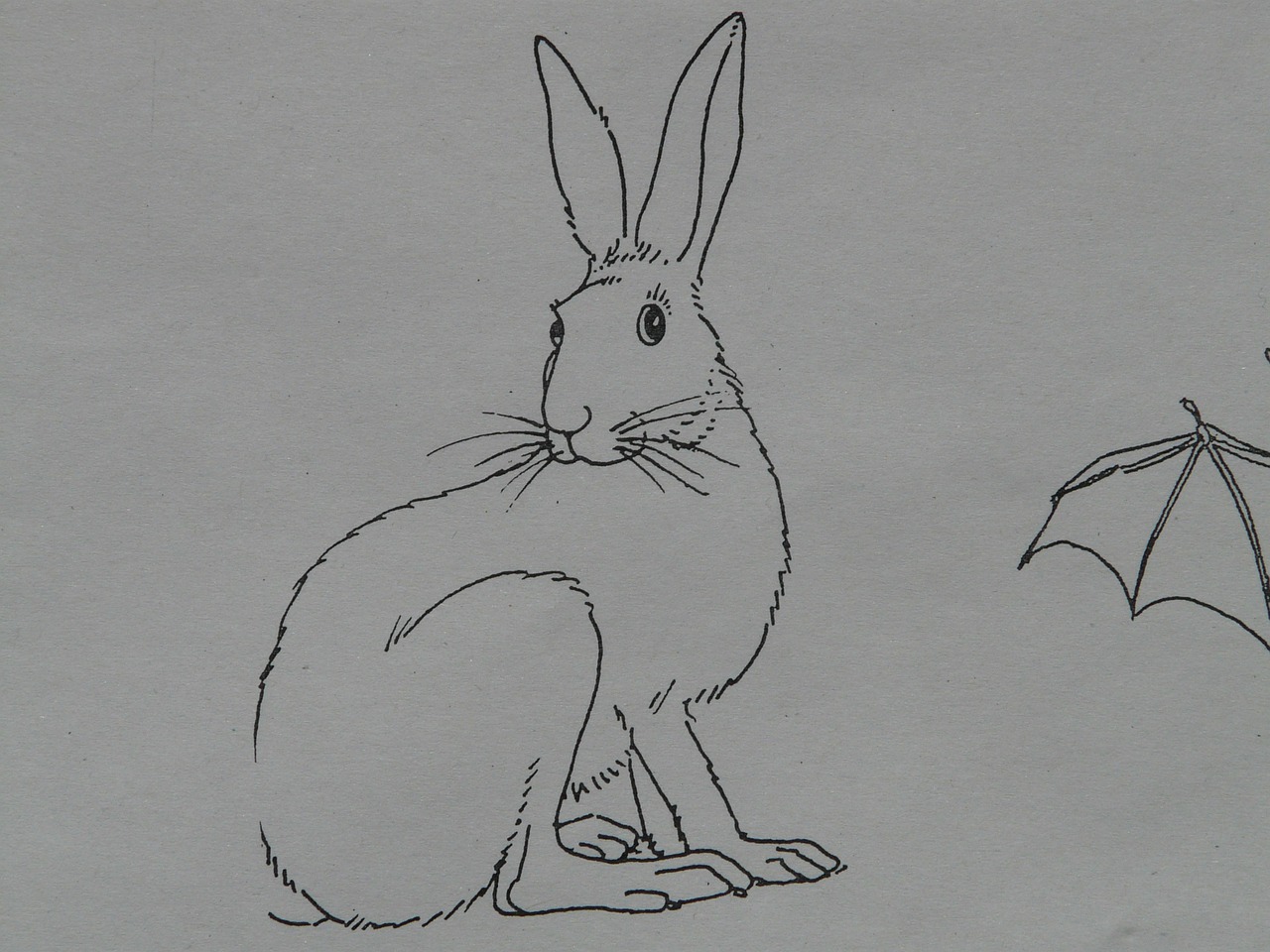 hare animal coloring pages free photo
