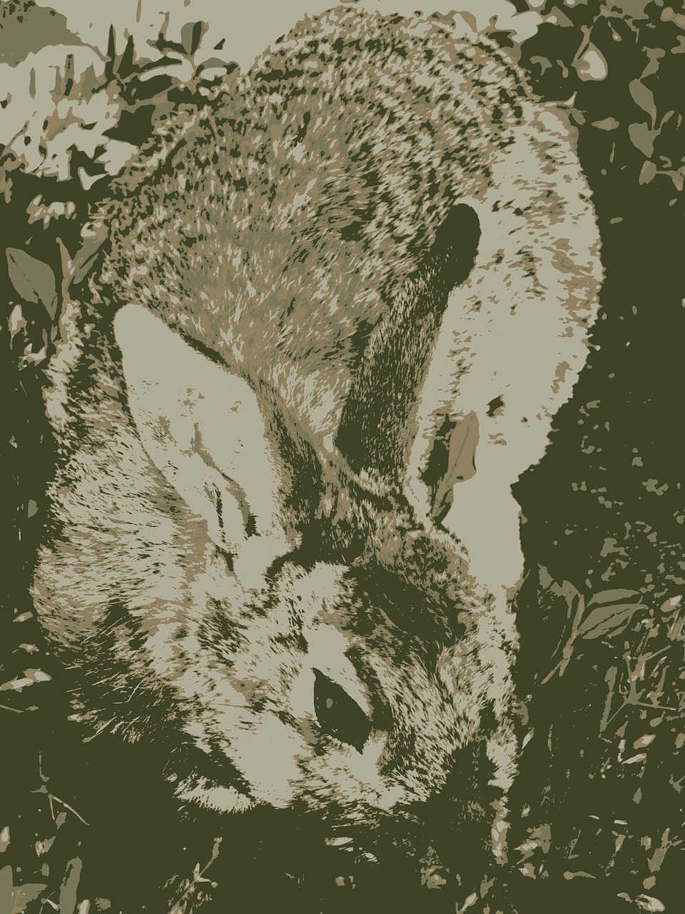 hare mammal wild free photo