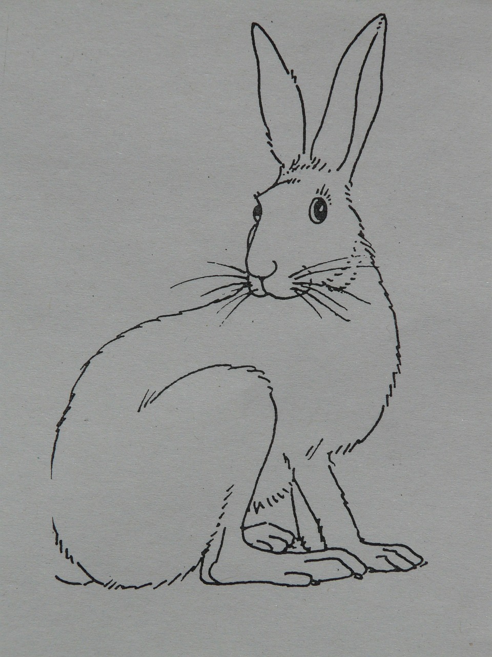 hare animal coloring pages free photo